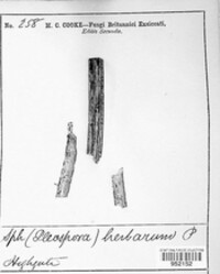Sphaeria herbarum image